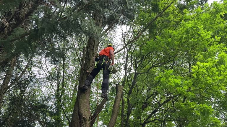 Best Hazardous Tree Removal  in Paris, IL